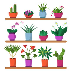 Plants in pots on the shelves