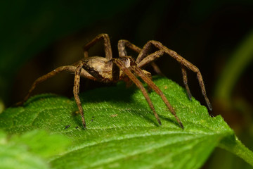 Macro side view of a brown spider Caucasian Solpuga in the shade of a green leaf of nettle
