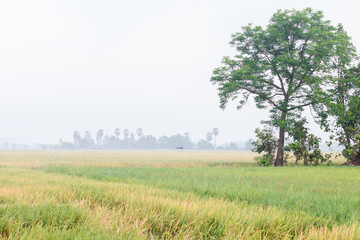 Scene rice paddies, rice field with fog in the morning,Thailand