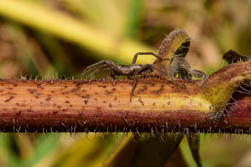 Macro side view of a brown-beige caucasian Solpuga spider hidden in the trunk of a nettle