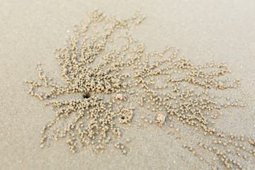 Ghost crabs digging sand balls