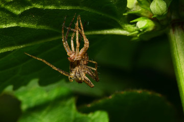 Close-up of a furry brown spider Caucasian Solpuga molting under a green leaf nettle