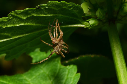 Caucasian macro spider Solpuga on nettle leaf