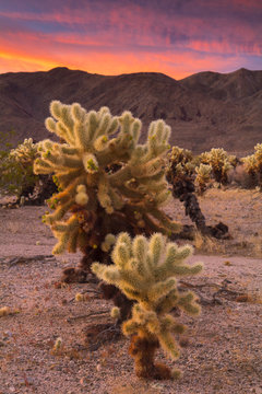 Cholla Cactus Garden