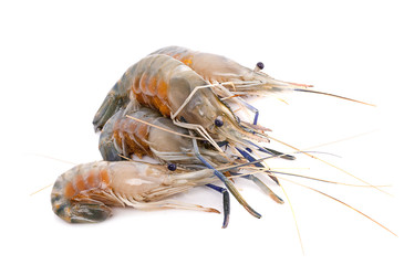 Fresh shrimp isolated on white background. This has clipping path.