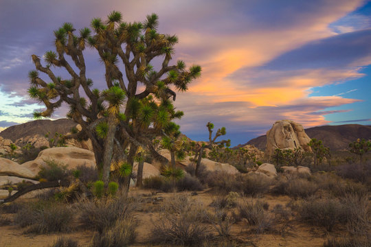 Joshua trees and desert landscape at Joshua Tree National Park
