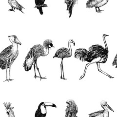 Seamless pattern of hand drawn sketch style exotic birds isolated on white background. Vector illustration. © Ecaterina Sciuchina