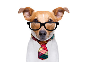 office worker boss dog