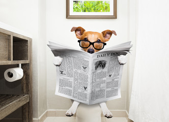 chien sur le siège des toilettes en lisant le journal