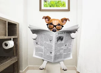 Photo sur Plexiglas Chien fou chien sur le siège des toilettes en lisant le journal
