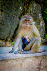 Close up of monkeys macaques crab-eaters lat mom with his baby. Macaca fascicularis, area of buddhist monastery Tiger Cave Temple