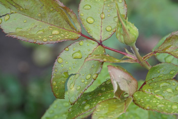 Close-up view of lepeskov and rosebud after rain