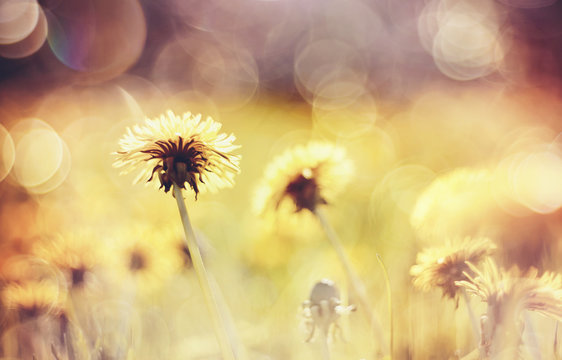 Abstract background with yellow flowers - dandelions.