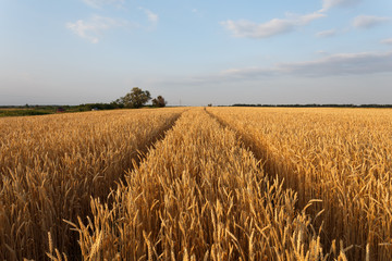 Golden wheat flied at sunset