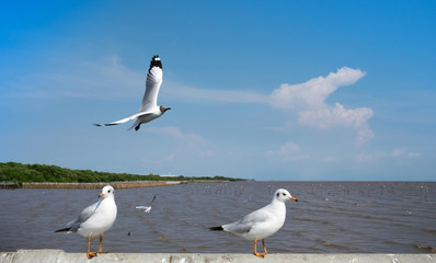 The Seagull Birds flying and stand on the bridge with blue sky background at Bangpoo thailand.