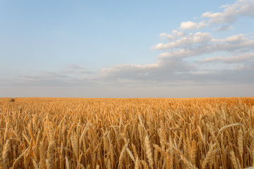 Golend wheat flied before harvesting