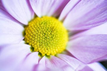 Close up pink chrysanthemum flower