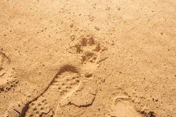 Texture of sand, on the beach near the sea