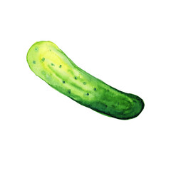Watercolor hand drawn sketch illustration of cucumber isolated on white