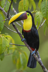 Yellow-throated toucan - Ramphastos ambiguus, large colorful toucan from Costa Rica forest.