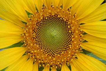 Obraz premium sunflower
