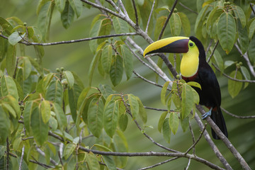 Yellow-throated toucan - Ramphastos ambiguus, large colorful toucan from Costa Rica forest. © David