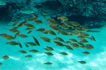 Fototapeta premium 水族館イメージ_3
