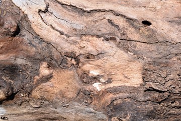 Tree.The bark of an old tree.Natural texture.Marmaris.Turkey 