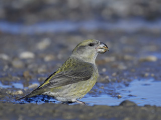 parrot crossbill (Loxia pytyopsittacus)