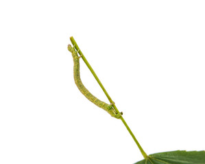 The larva or caterpillar of Geometer winter moth (Operophtera brumata) crawls on green leaf Linden...