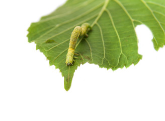 The larva or caterpillar of Geometer winter moth (Operophtera brumata) crawls on green leaf Linden isolated on white background