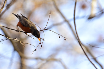 American Robin