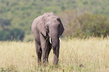 Fototapeta na wymiar Elephant walking and eating grass