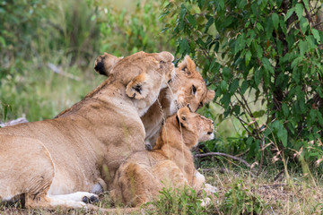 Lion lying and groom each other