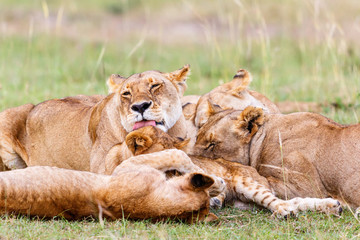 Lioness lying and licking her cubs