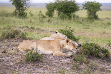 Lion is sleeping on the savanna
