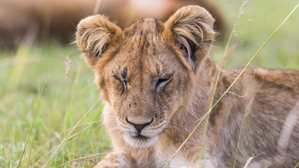 Obraz na płótnie Canvas Tired lion cub lying and resting in the grass in Africa
