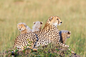 Cheetah lying and posing with her young cubs