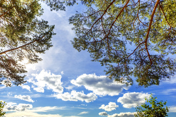 Pine branch on a background of sky and clouds
