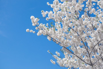 Cherry Blossoms at the Washington Monument