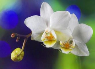 White orchis closeup on colorful bokeh effects. Selective focus. Nature background.