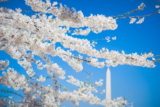 Cherry Blossoms at the Washington Monument