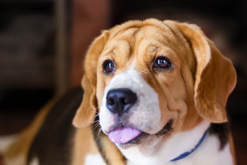 Old beagle dog with sad eyes and lonely. selective focus.