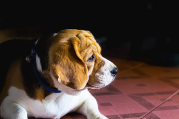 Old beagle dog with sad eyes and lonely. selective focus.