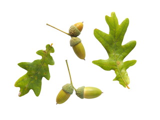 acorns and oak leaves on a white background