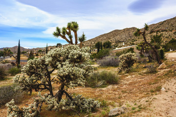 Fototapeta na wymiar Beautiful landscape view of boulders and trees in the Southern California town of Yucca Valley, San Bernardino County, California, United States.