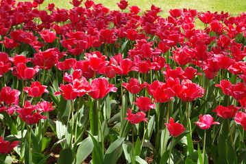 チューリップの花