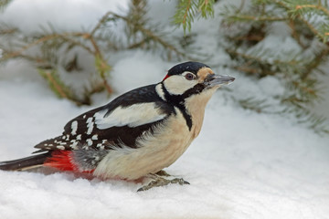 woodpecker with colorful feathers sitting on snow in winter forest