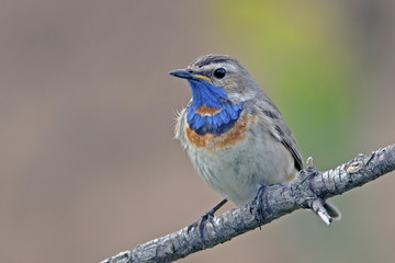 the bird is the Bluethroat the male sits on the branch