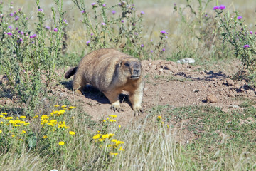 furry big marmot lying on the meadow
